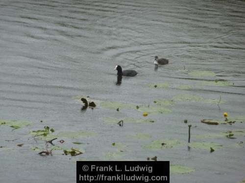 Coots